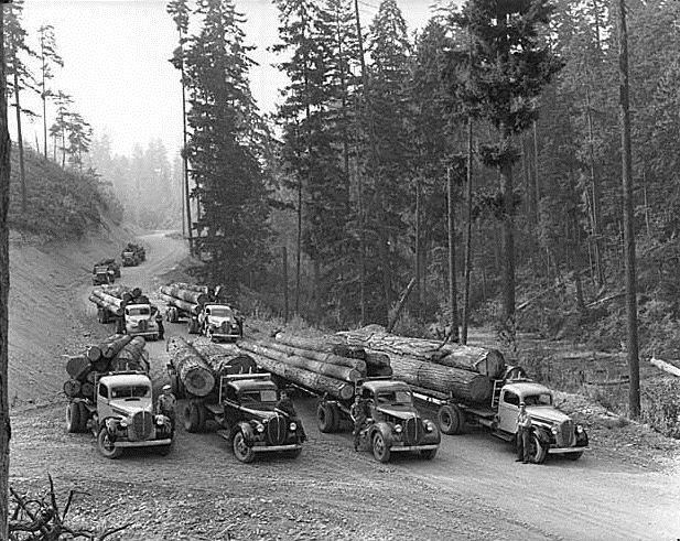 Trucks Hauling Logs 1939