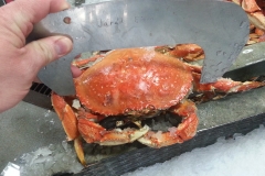 Seized Undersized Crab