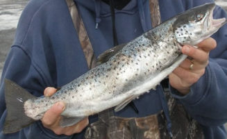 Farmed Atlantic Salmon Spill | Quinault Division of Natural Resources
