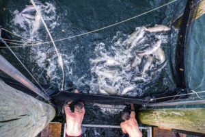 Salmon Fish Traps | Quinault Division of Natural Resources