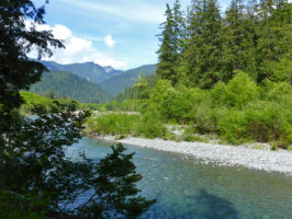 Freshwater Resources | Quinault Division of Natural Resources